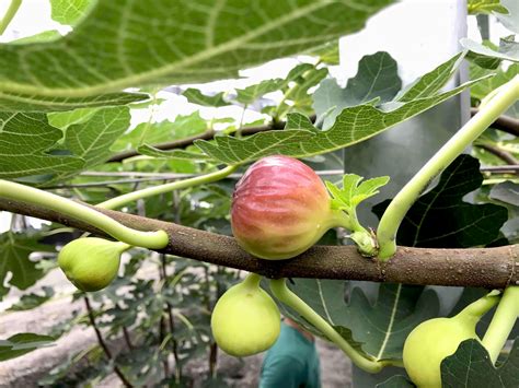 無花果樹葉|無花果大百科！無花果品種、挑選保存方式、食用時機。